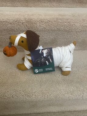 White Mummy dachshund with Pumpkin from Humane World  for animals